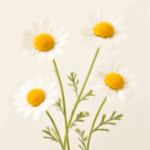 Chamomile Flavour